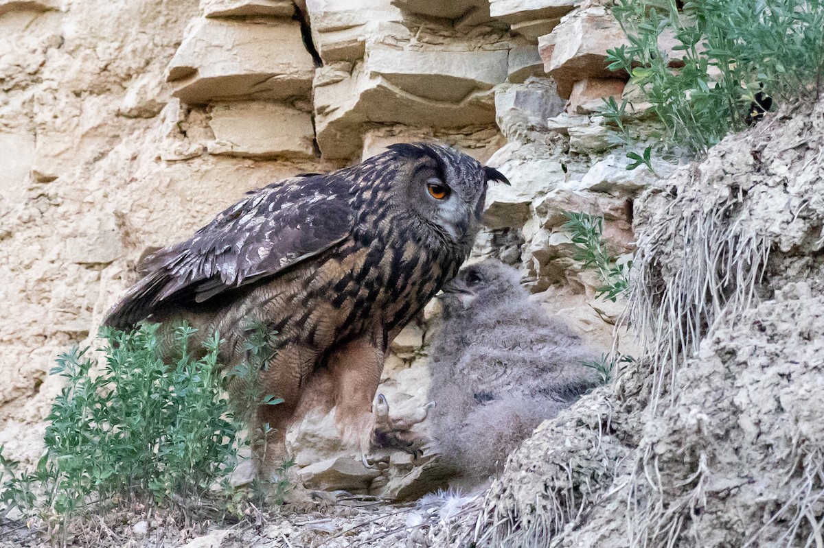 Eurasian Eagle-Owl - Lutz Duerselen