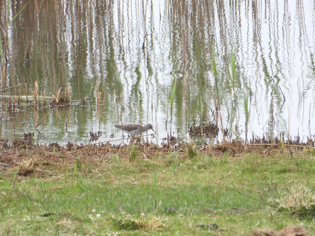 Шугуйн хөгчүү - ML330454991