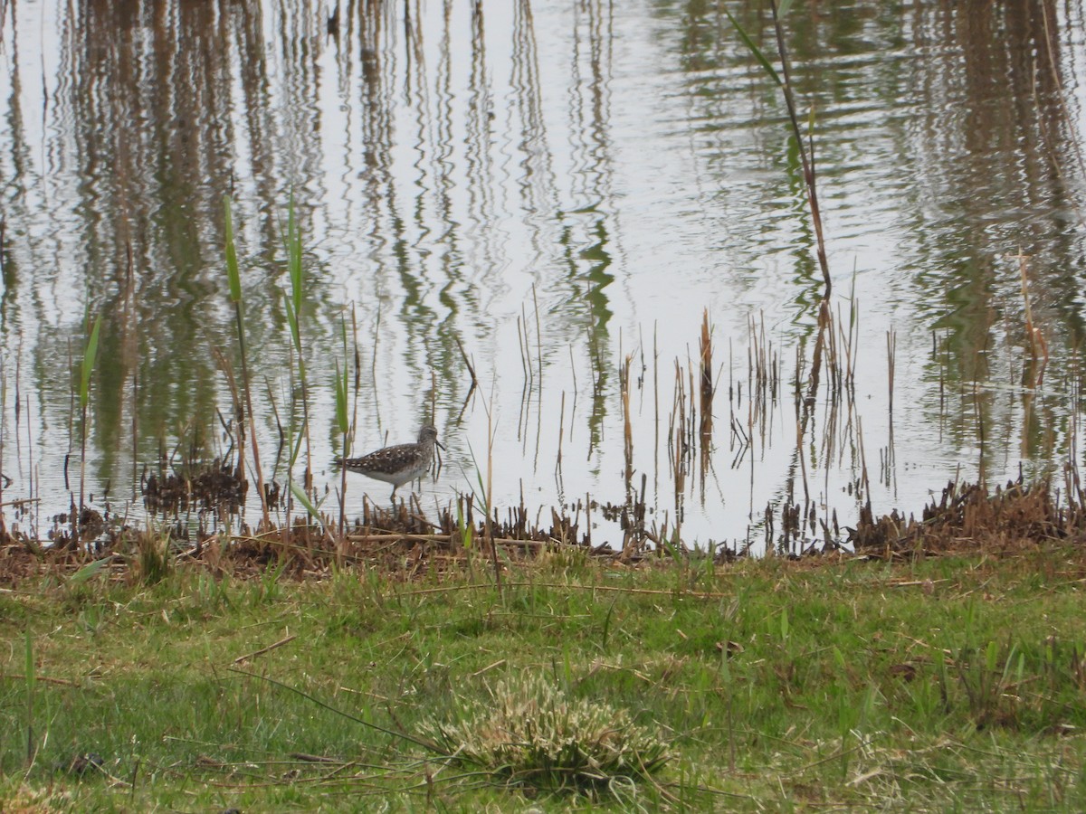 Шугуйн хөгчүү - ML330455001