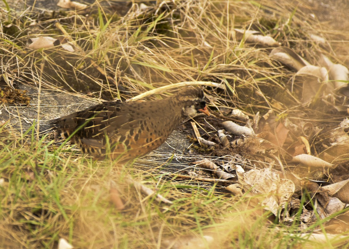 Painted Bush-Quail - ML330456091