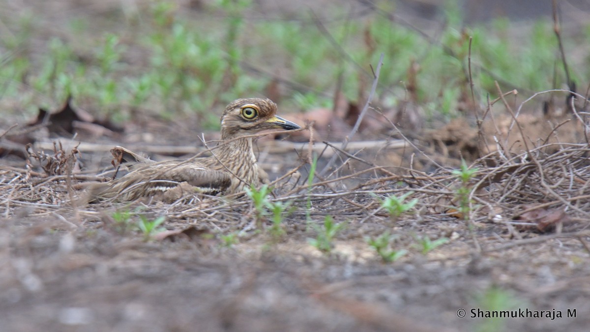 Indian Thick-knee - ML330456361