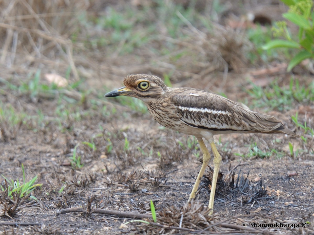 Indian Thick-knee - ML330456411