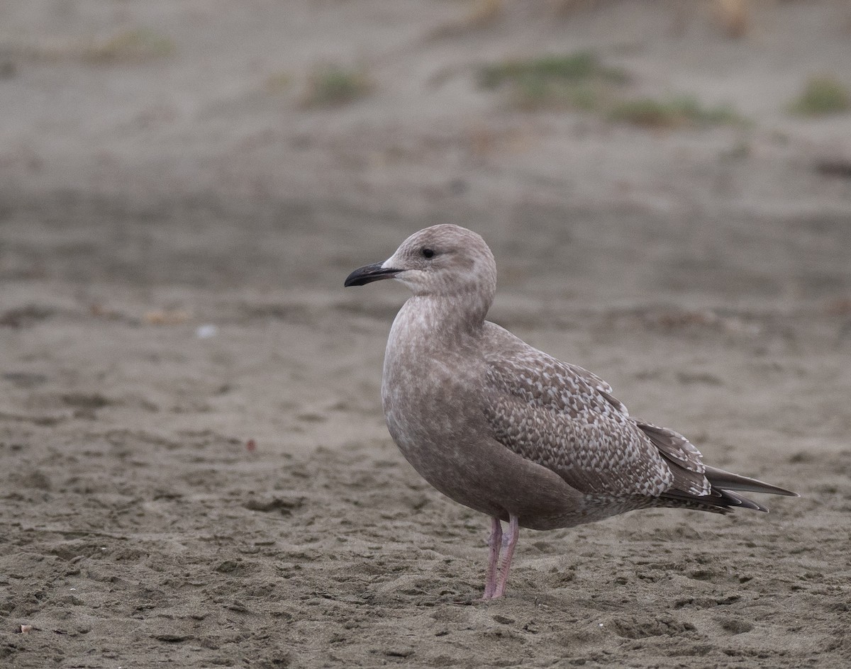 Iceland Gull (Thayer's) - ML330456461