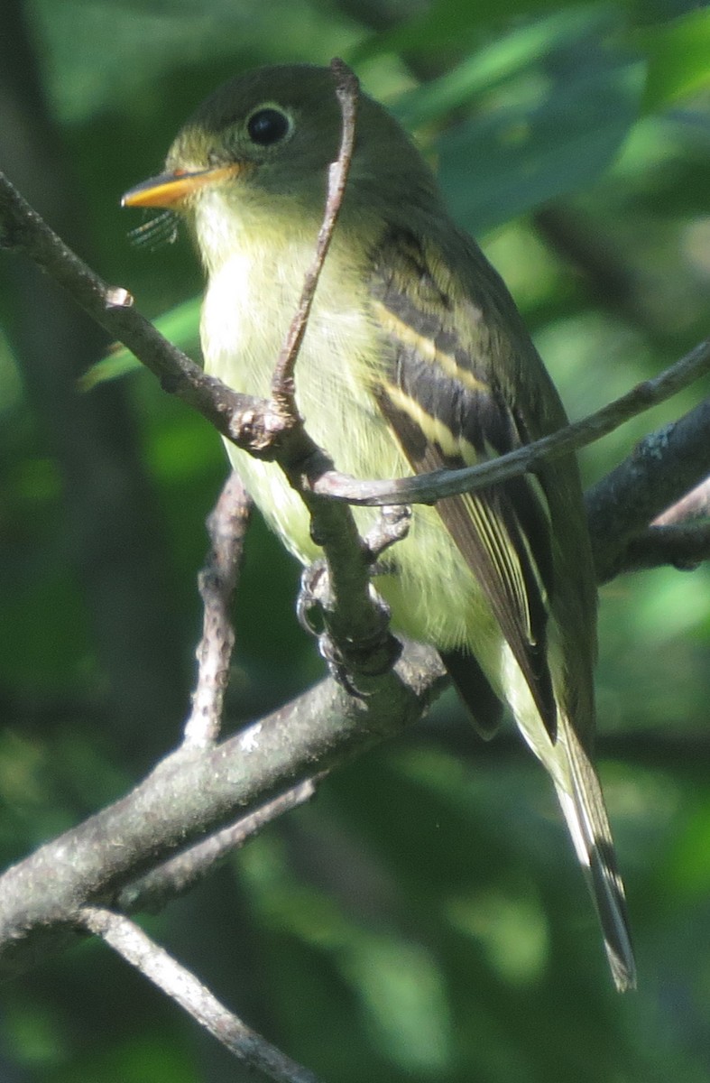 Yellow-bellied Flycatcher - ML33045651