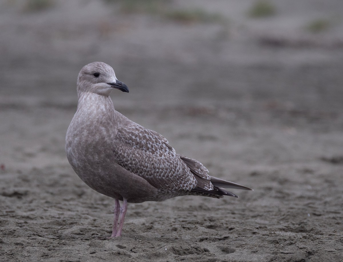 Iceland Gull (Thayer's) - Elizabeth Crouthamel