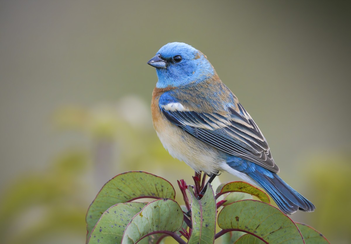 Lazuli Bunting - Anonymous