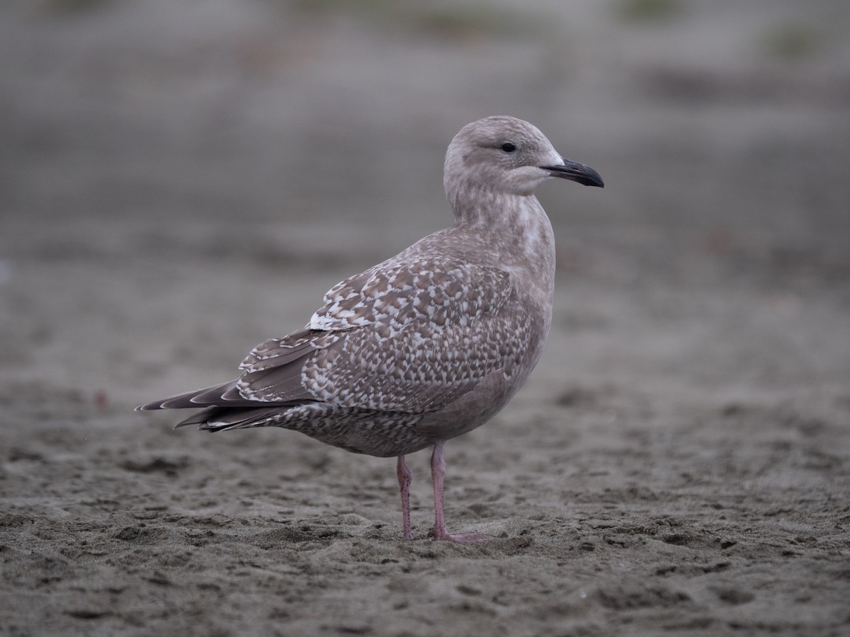 Iceland Gull (Thayer's) - ML330456921