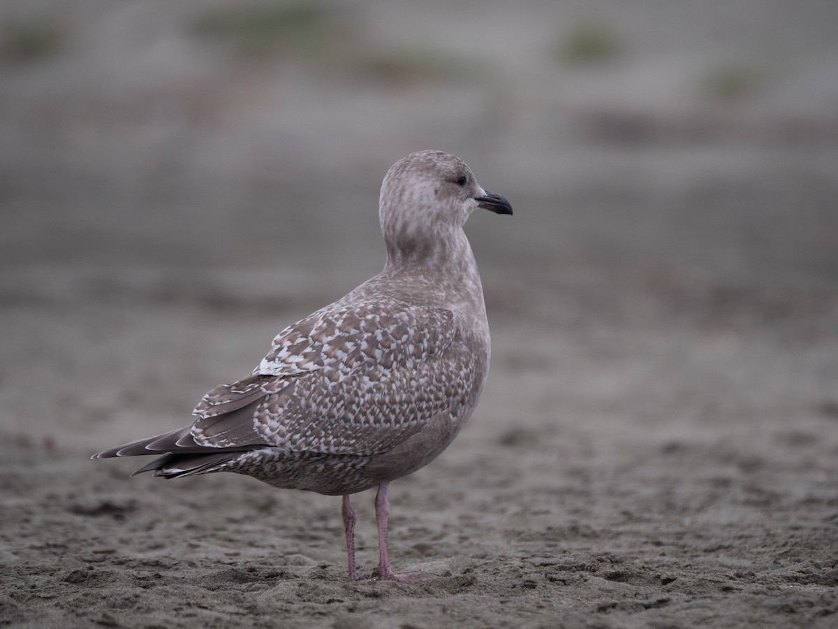 Iceland Gull (Thayer's) - ML330456931