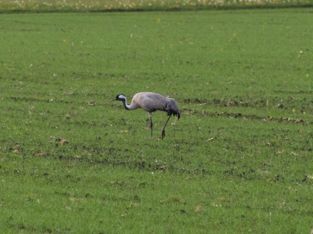 Common Crane - ML330457111