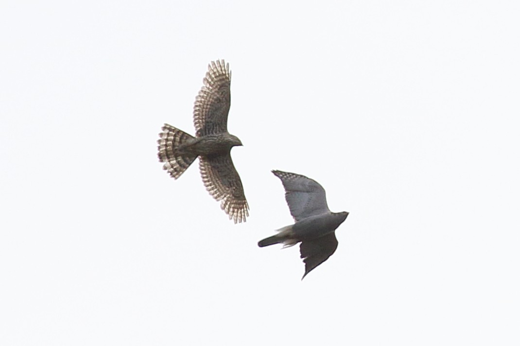 American Goshawk - ML330457581