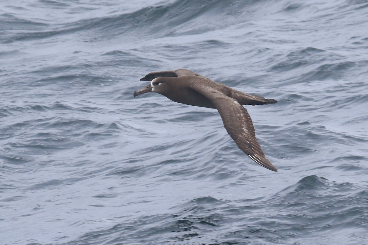 albatros černonohý - ML330457961