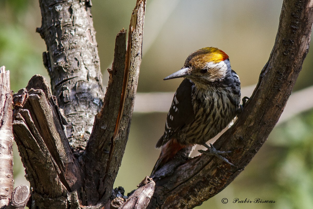 Brown-fronted Woodpecker - ML330458671