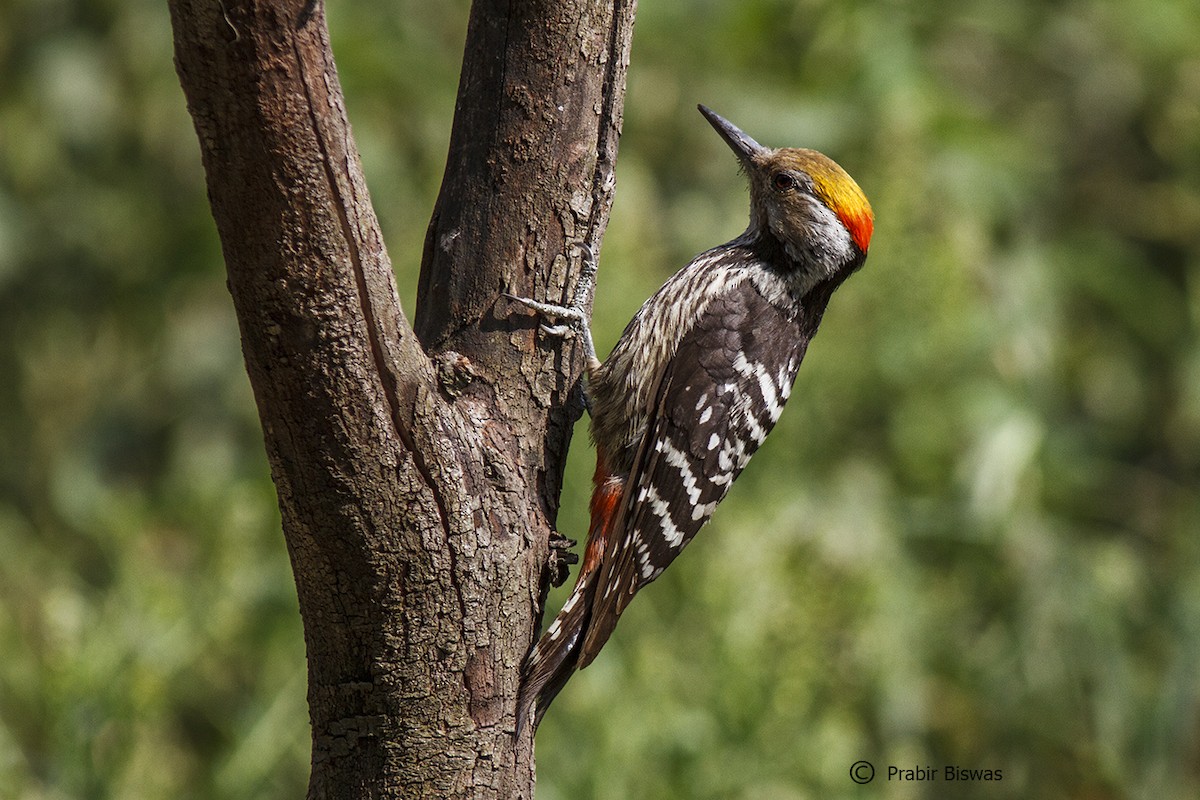 Brown-fronted Woodpecker - ML330458681