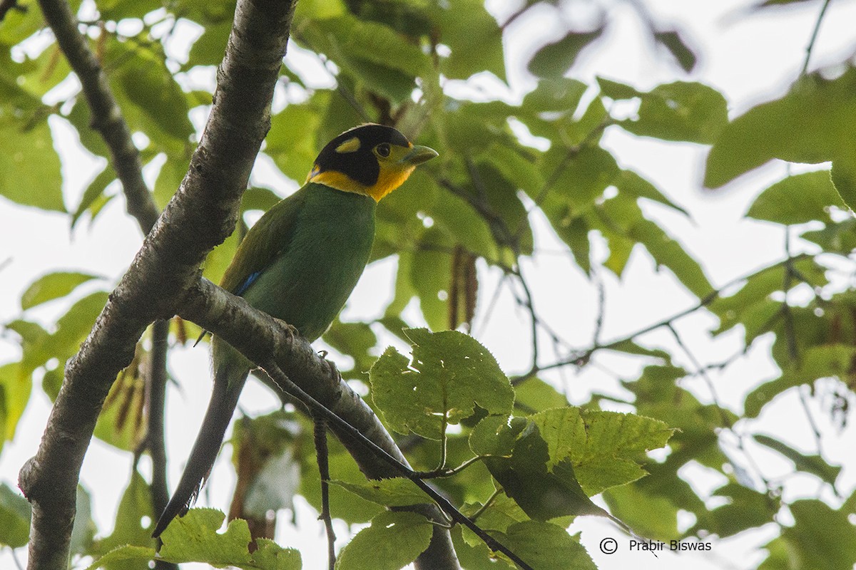 Long-tailed Broadbill - ML330458761