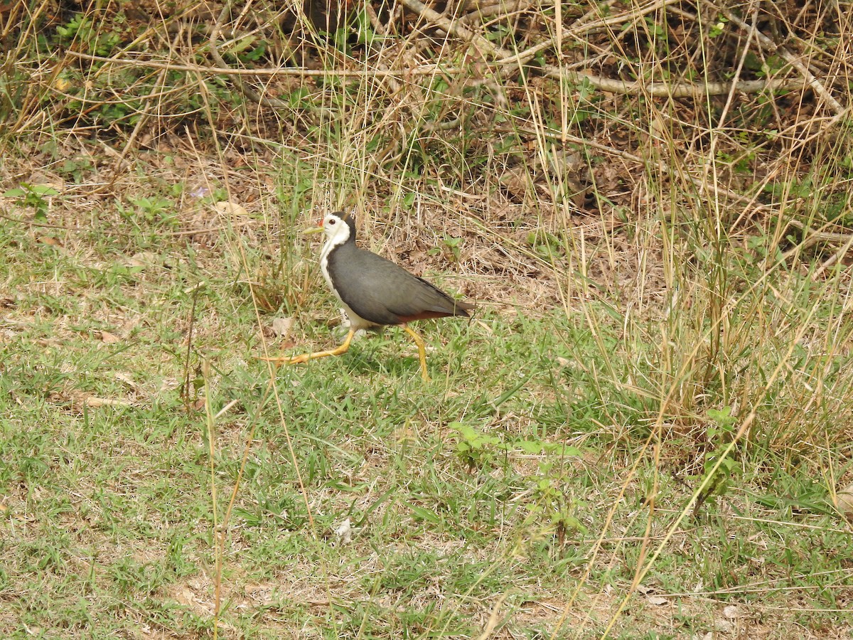 White-breasted Waterhen - ML330459661