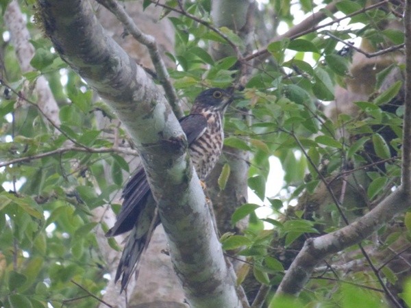 Large Hawk-Cuckoo - ML330460341