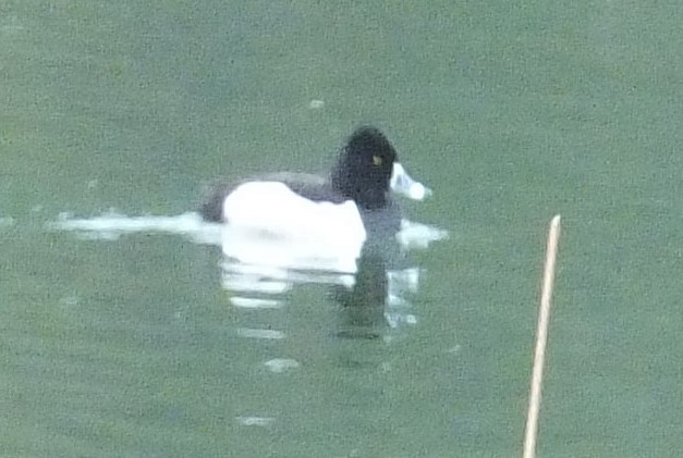 Ring-necked Duck - Doug  Brown
