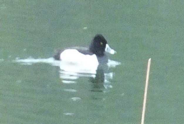 Ring-necked Duck - ML330463021