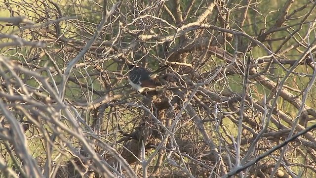 Great Spotted Cuckoo - ML330463871