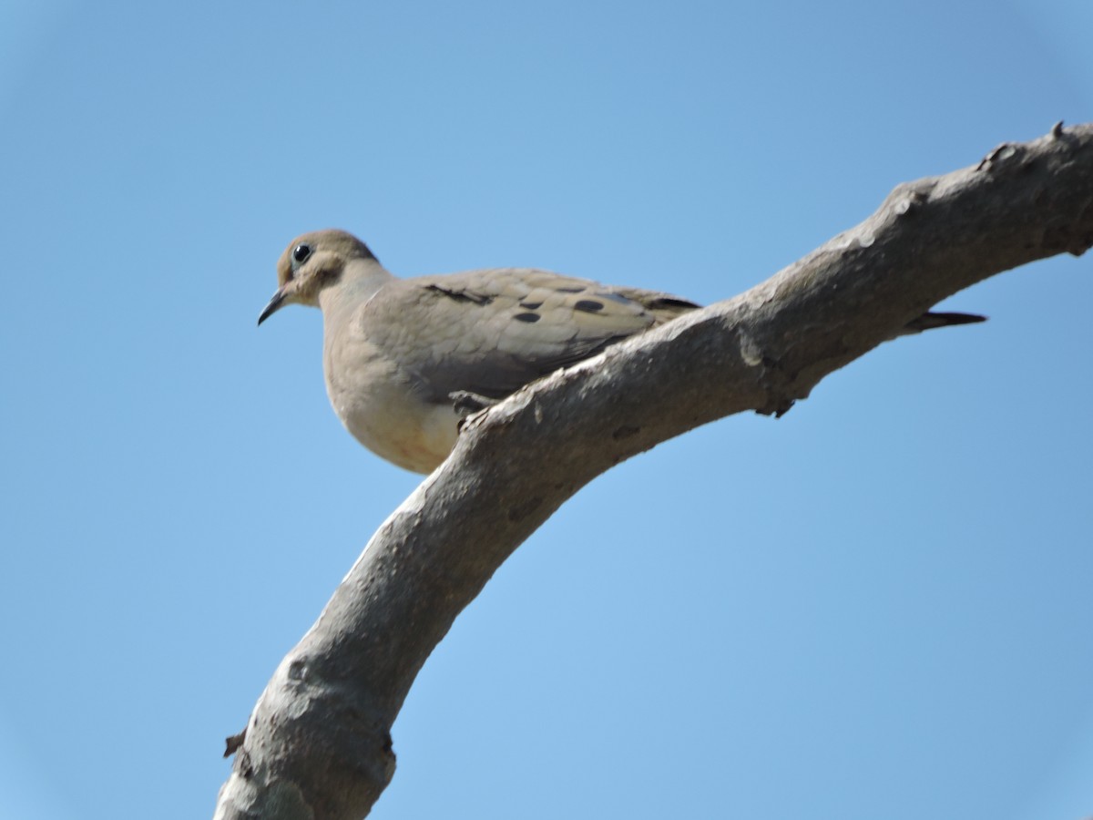 Mourning Dove - ML330466531