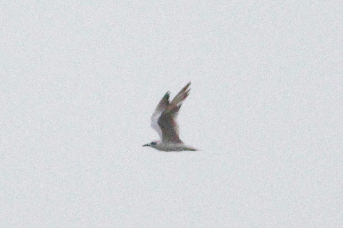 Gull-billed Tern - ML33046771