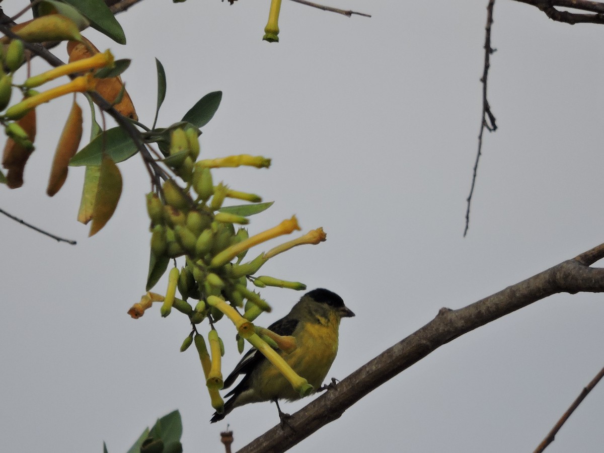 Lesser Goldfinch - ML330467881