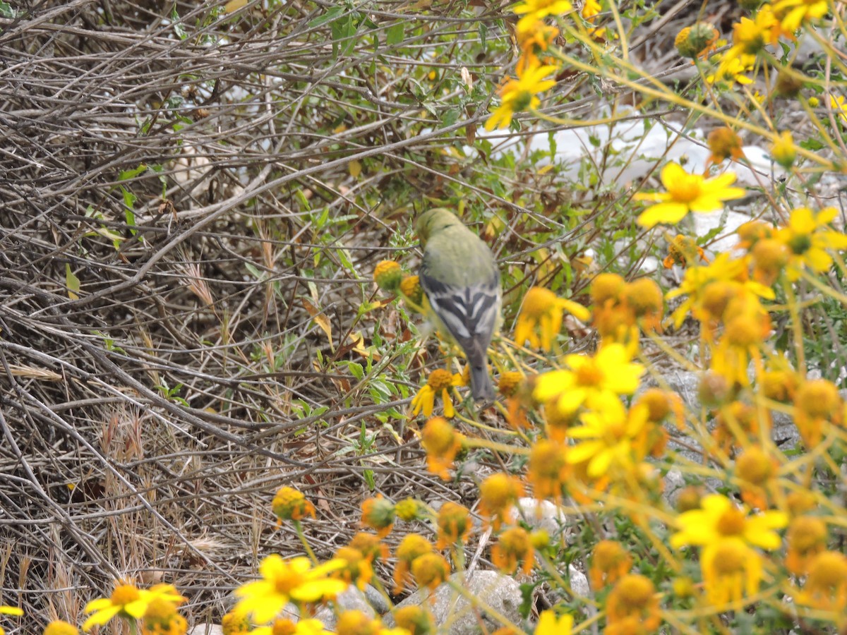 Lesser Goldfinch - ML330467891