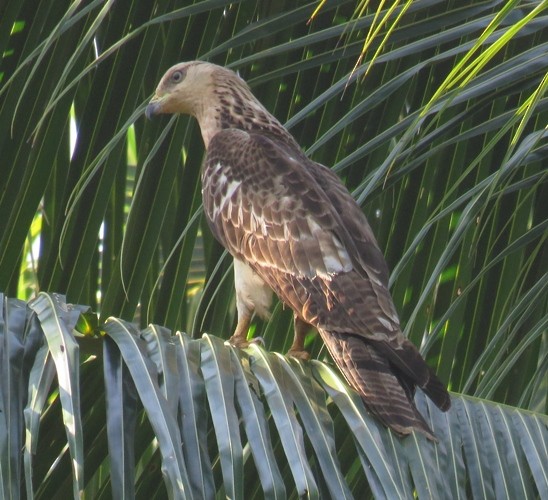 Oriental Honey-buzzard - ML330468721