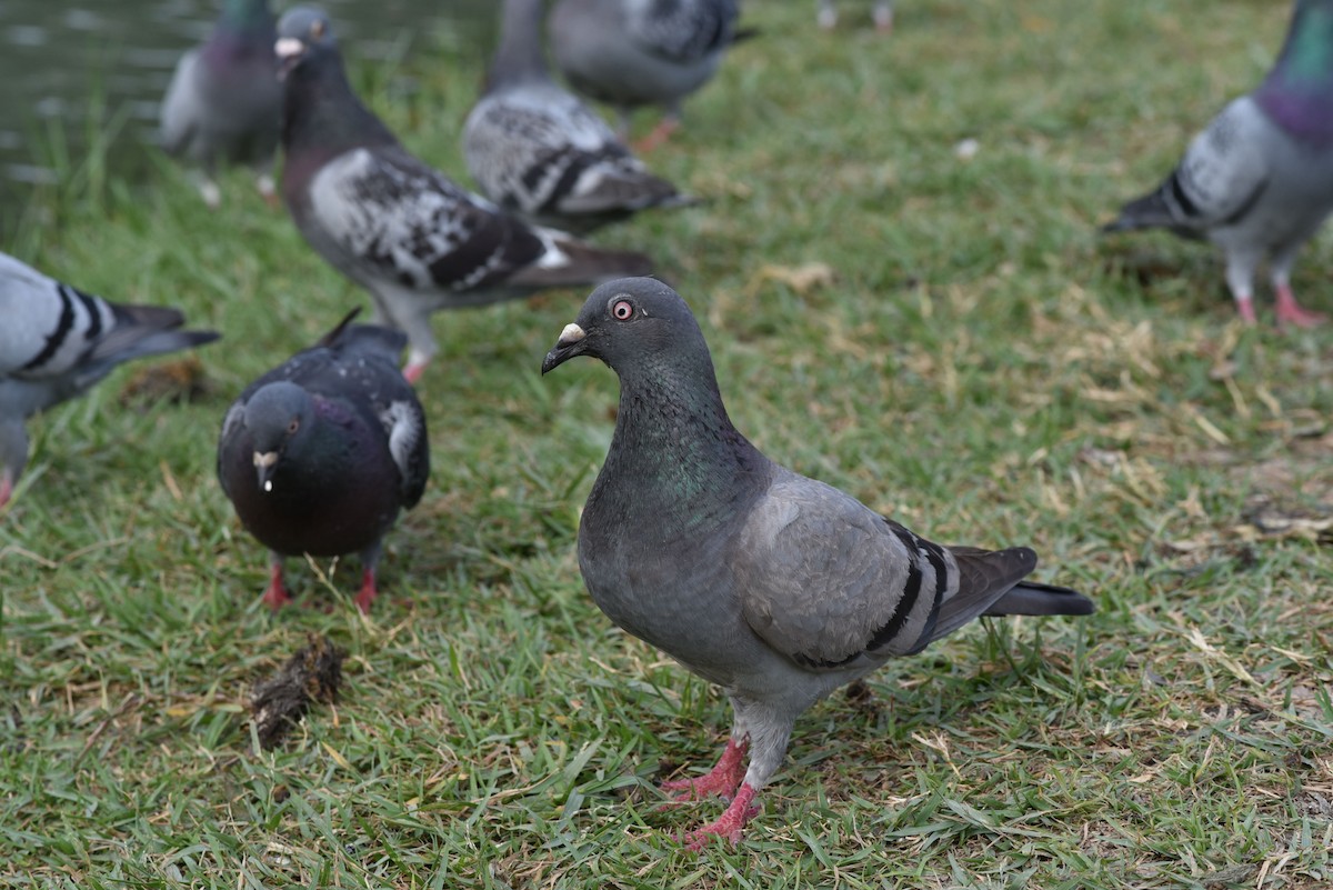 Rock Pigeon (Feral Pigeon) - ML330469231