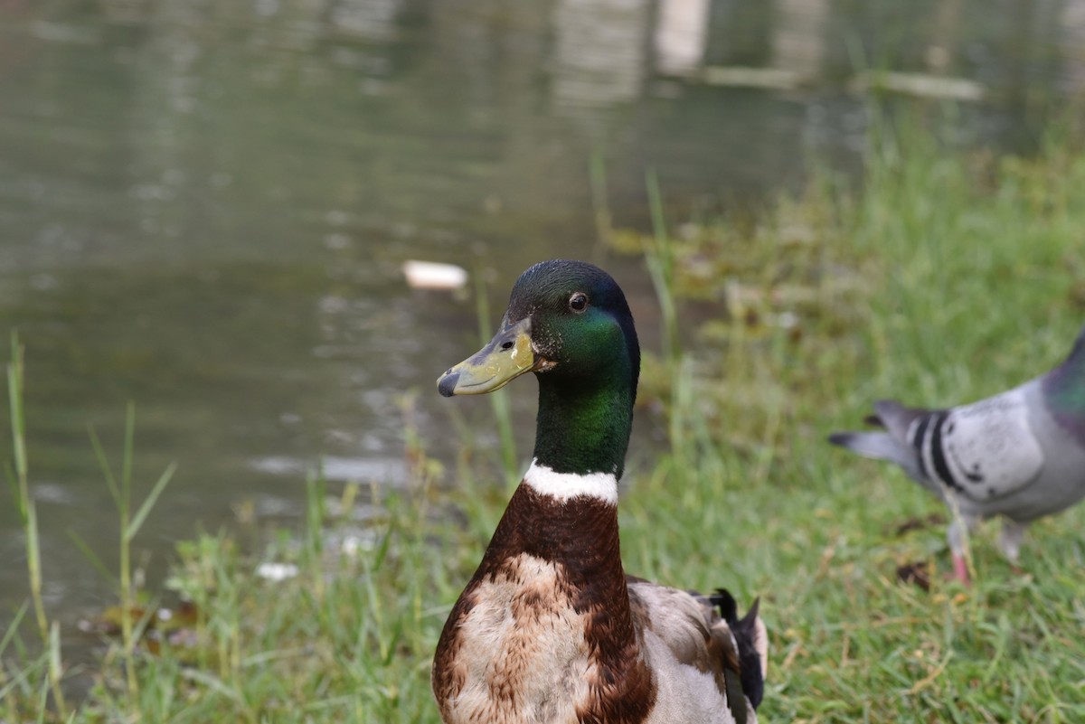 Mallard (Domestic type) - ML330470181