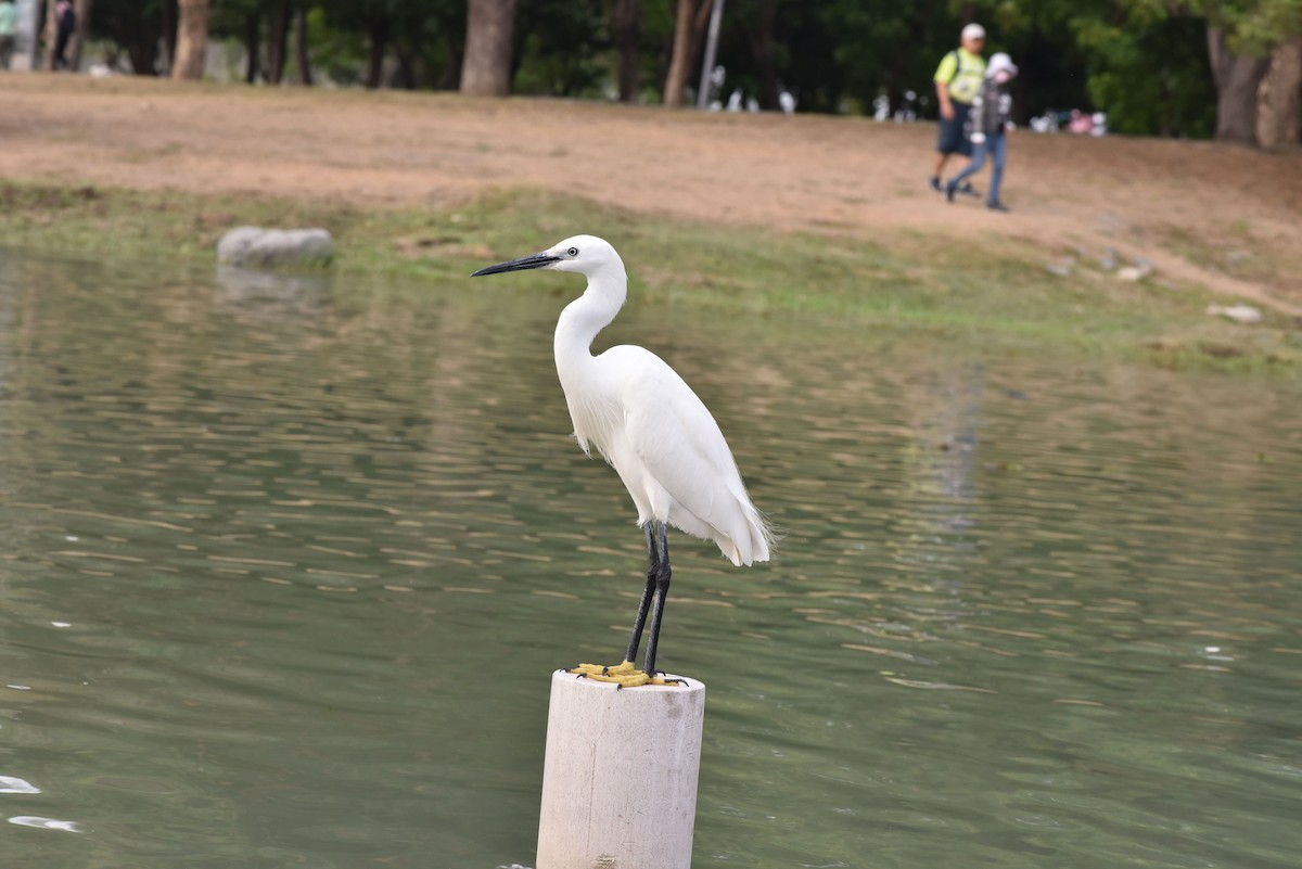 Little Egret - ML330470221