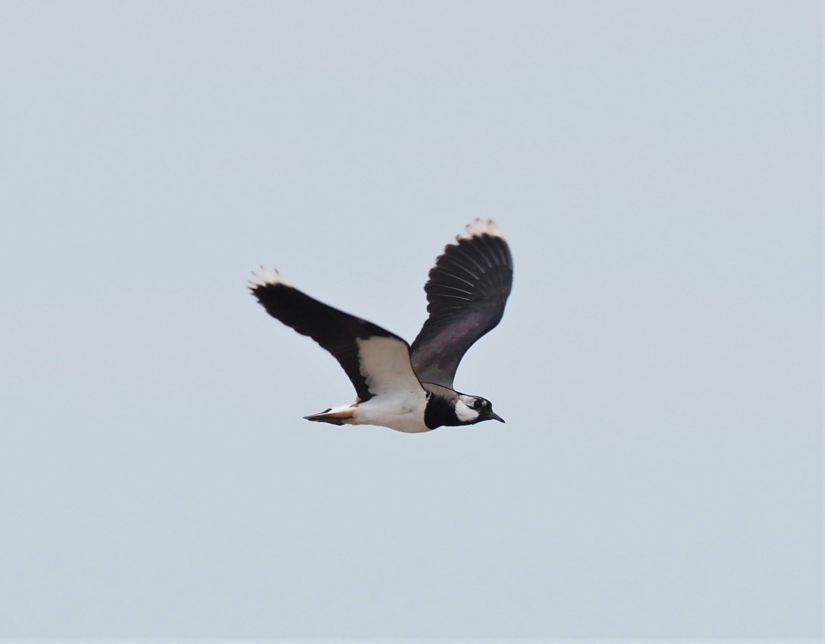 Northern Lapwing - ML330471221