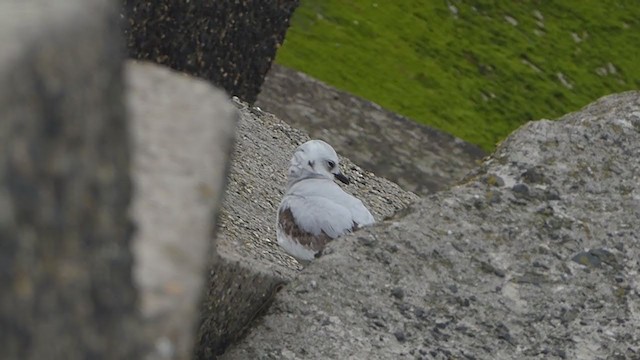 Ross's Gull - ML330471731