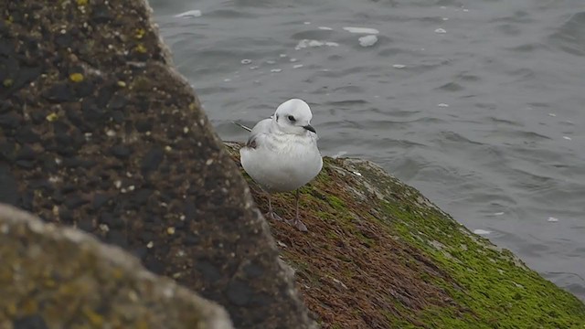 Ross's Gull - ML330471931