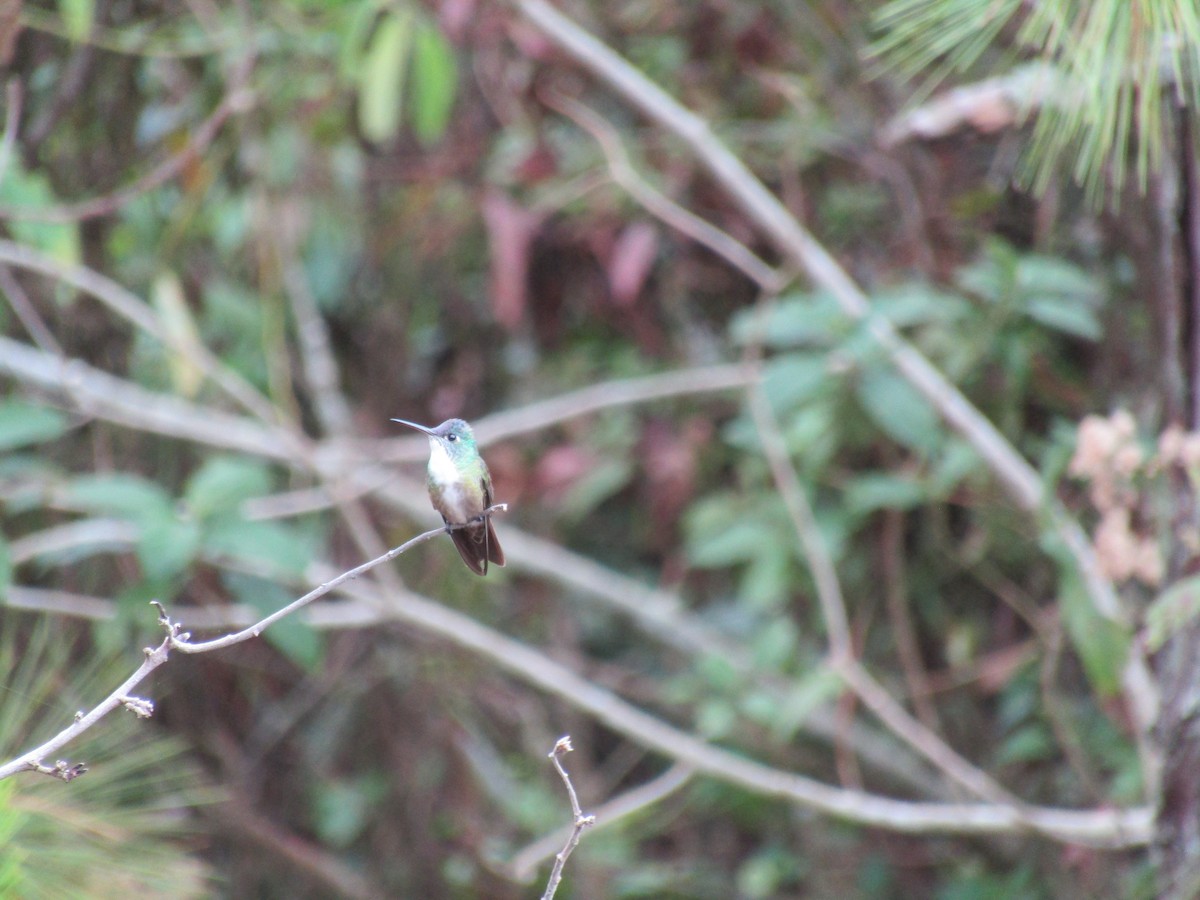 Azure-crowned Hummingbird - ML330472381