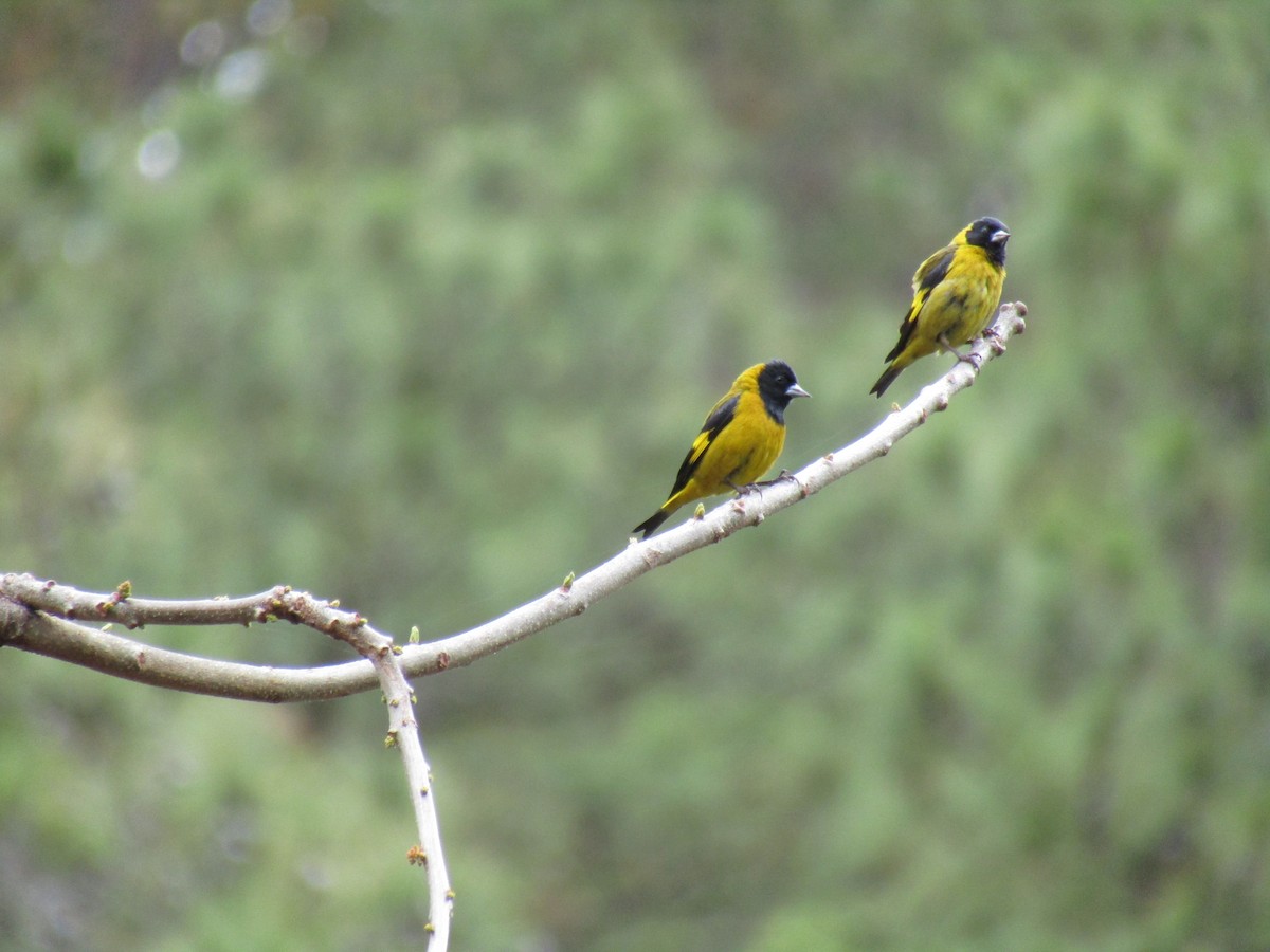 Black-headed Siskin - ML330472531