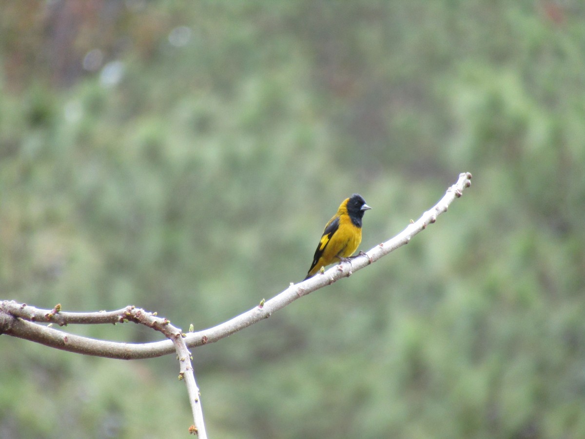 Black-headed Siskin - ML330472571