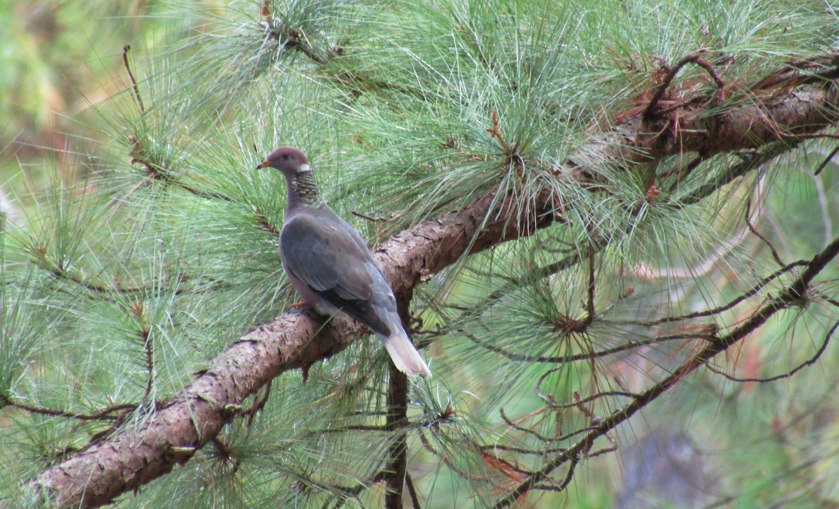 Band-tailed Pigeon - ML330472661