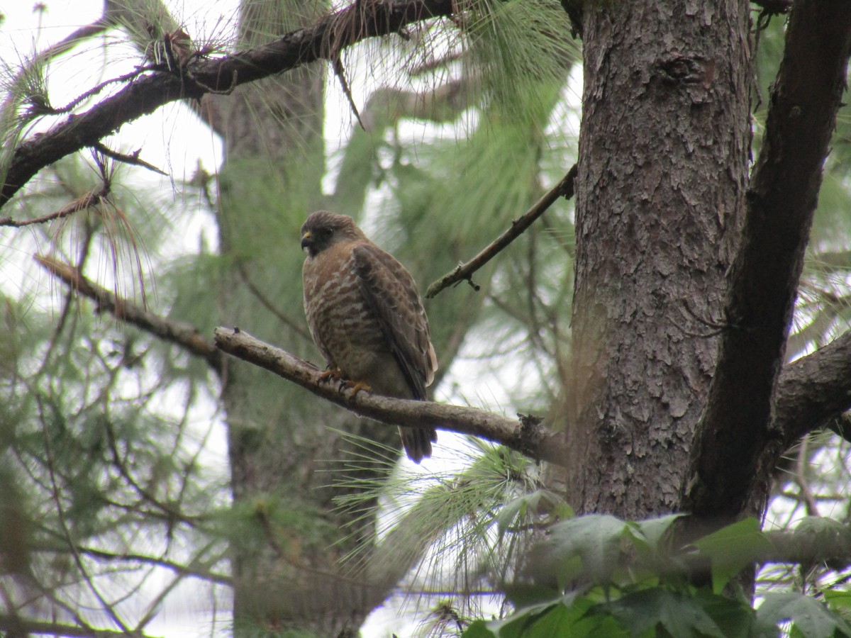 Broad-winged Hawk - Fernando  Pérez