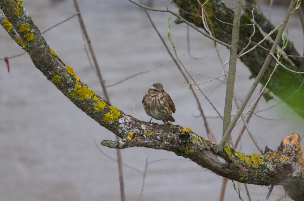 rødvingetrost (iliacus) - ML330473651