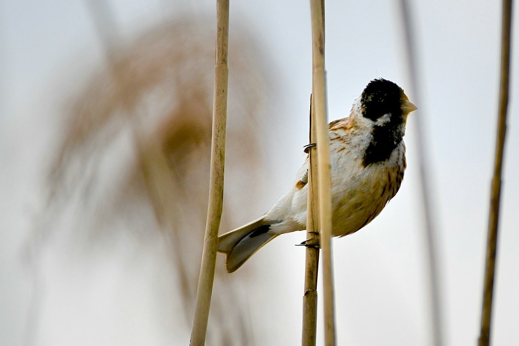 Reed Bunting - ML330474851