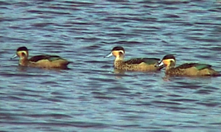 Blue-billed Teal - ML330476581