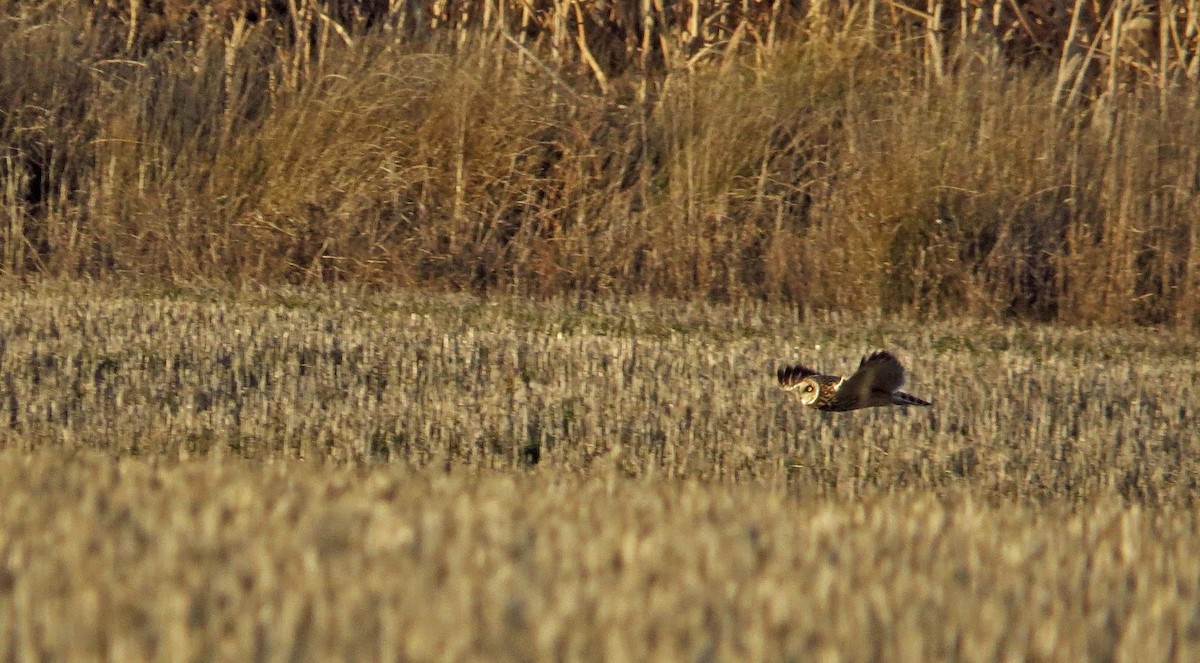 Short-eared Owl - ML330476921