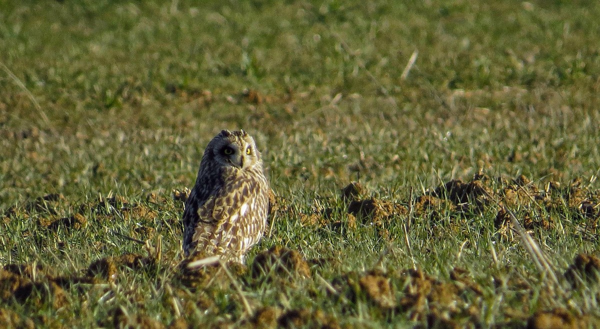 Short-eared Owl - ML330476931
