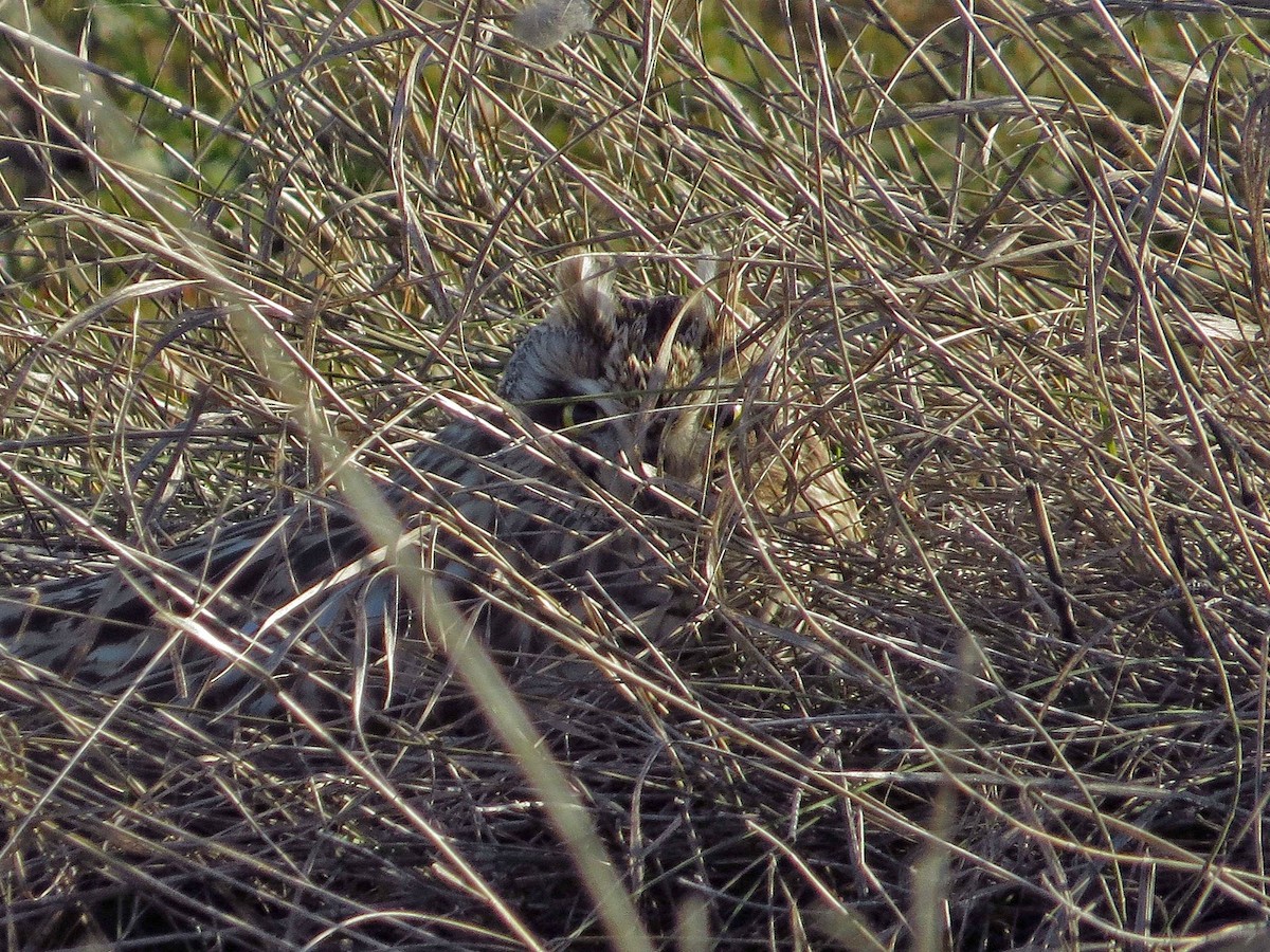 Short-eared Owl - ML330476951