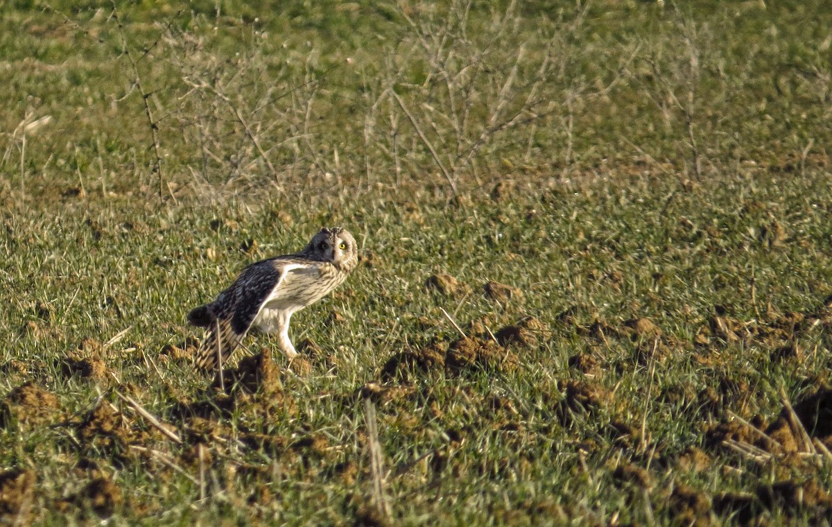 Short-eared Owl - ML330476961