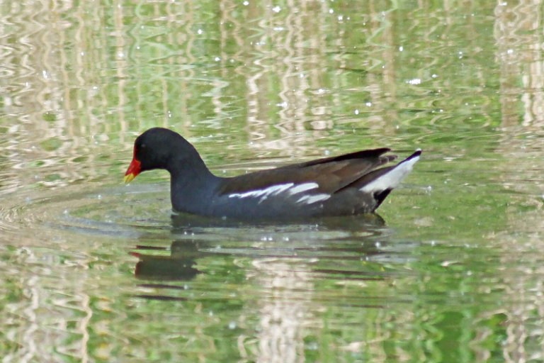 Eurasian Moorhen - Marc Cutrina