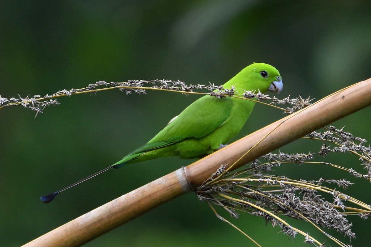 ML330479561 - Green Racquet-tail - Macaulay Library