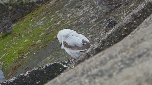 Gaviota Rosada - ML330479911