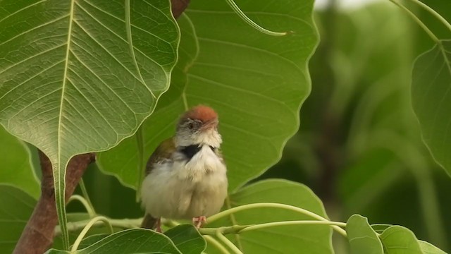 Common Tailorbird - ML330480551